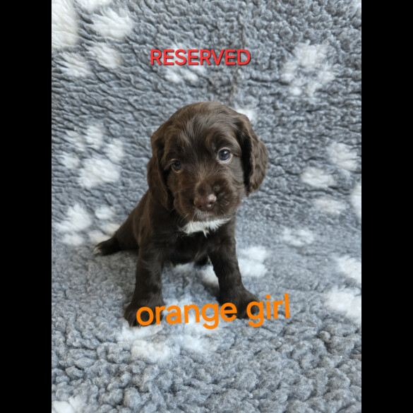 Cocker Spaniel (Working &amp; Show) - Both