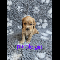 Cocker Spaniel (Working &amp; Show) - Both