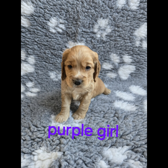 Cocker Spaniel (Working &amp; Show) - Both