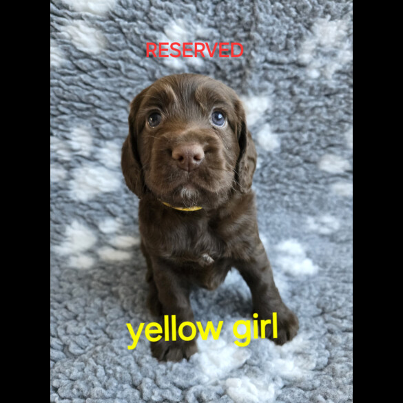 Cocker Spaniel (Working &amp; Show) - Both