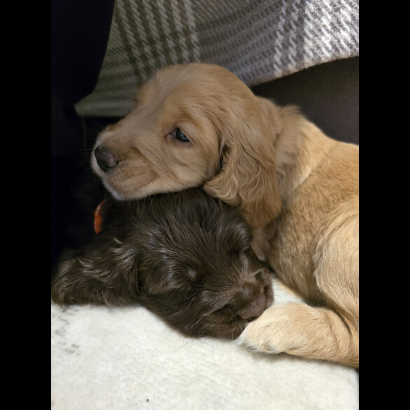 Cocker Spaniel (Working &amp; Show) - Both