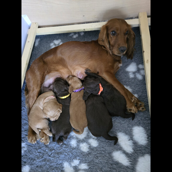Cocker Spaniel (Working &amp; Show) - Both