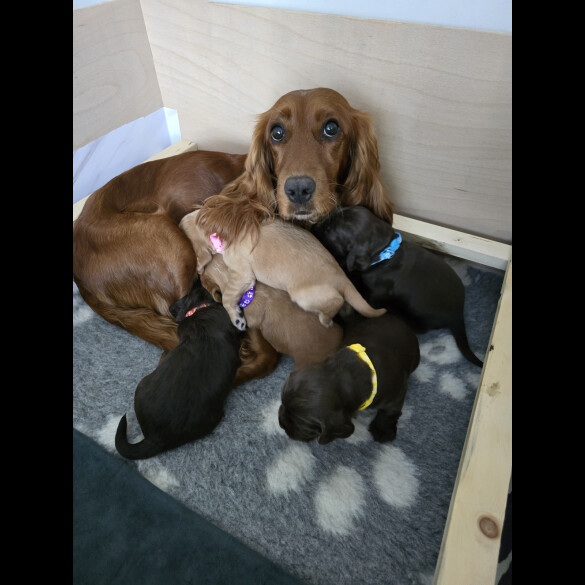 Cocker Spaniel (Working &amp; Show) - Both