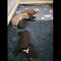 Cocker Spaniel (Working &amp; Show) - Both