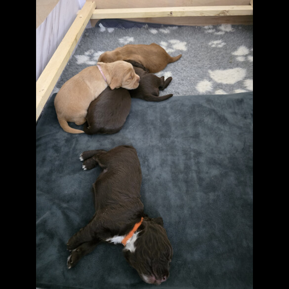 Cocker Spaniel (Working &amp; Show) - Both