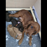 Cocker Spaniel (Working &amp; Show) - Both