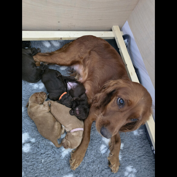 Cocker Spaniel (Working &amp; Show) - Both