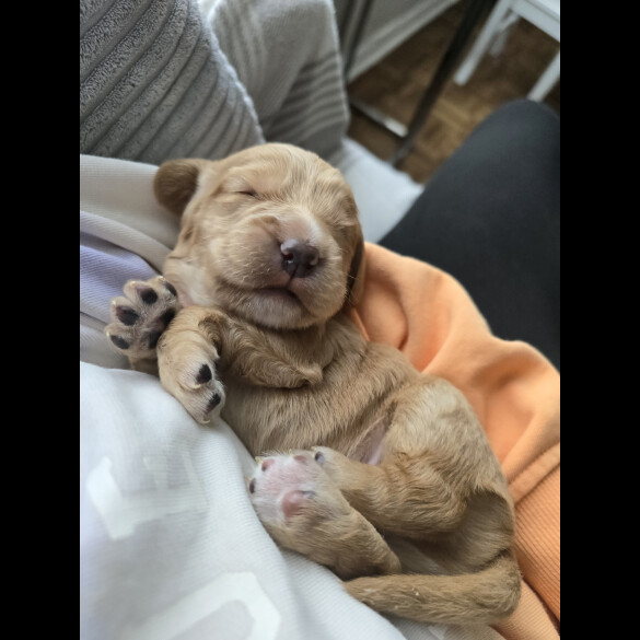 Cocker Spaniel (Working &amp; Show) - Both