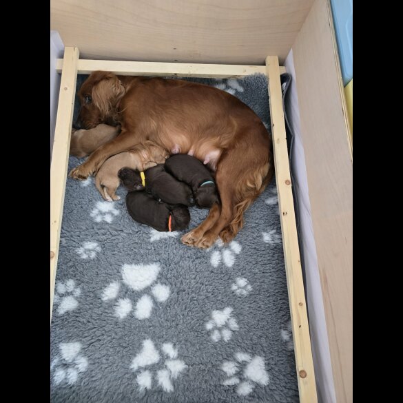 Cocker Spaniel (Working &amp; Show) - Both