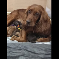 Cocker Spaniel (Working &amp; Show) - Both