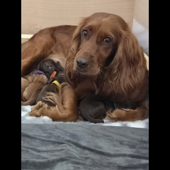 Cocker Spaniel (Working &amp; Show) - Both