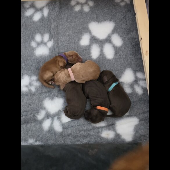 Cocker Spaniel (Working &amp; Show) - Both