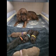 Cocker Spaniel (Working &amp; Show) - Both