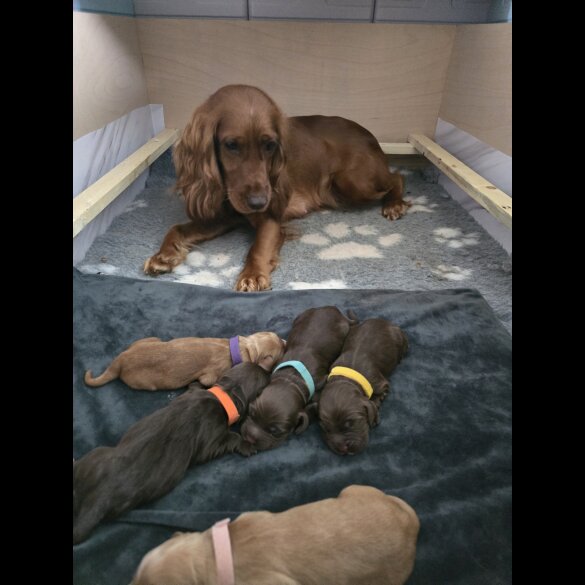 Cocker Spaniel (Working &amp; Show) - Both