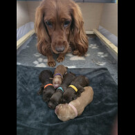 Cocker Spaniel (Working &amp; Show) - Both
