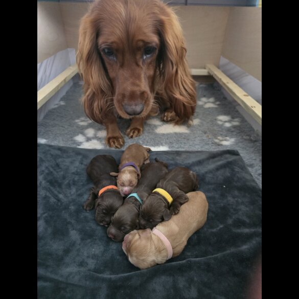 Cocker Spaniel (Working &amp; Show) - Both