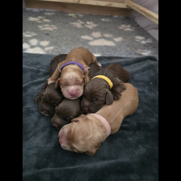 Cocker Spaniel (Working &amp; Show) - Both