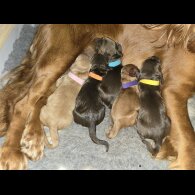 Cocker Spaniel (Working &amp; Show) - Both