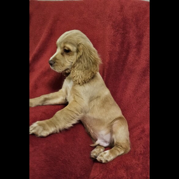 Cocker Spaniel (Working &amp; Show) - Dogs