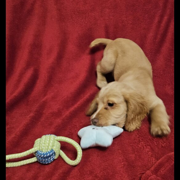 Cocker Spaniel (Working &amp; Show) - Dogs