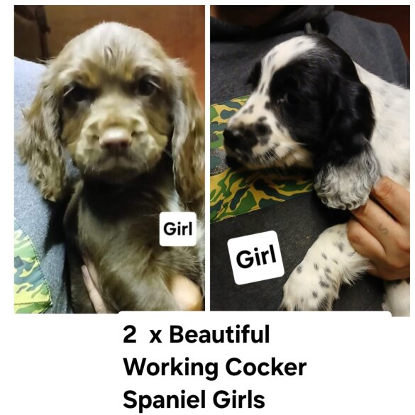 Cocker Spaniel (Working &amp; Show) - Dogs