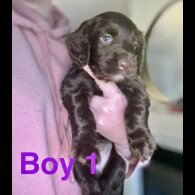 Cocker Spaniel (Working &amp; Show) - Both