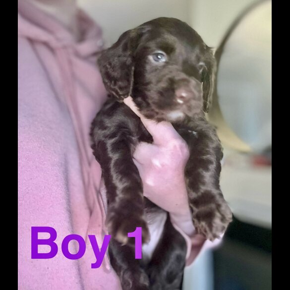 Cocker Spaniel (Working &amp; Show) - Both