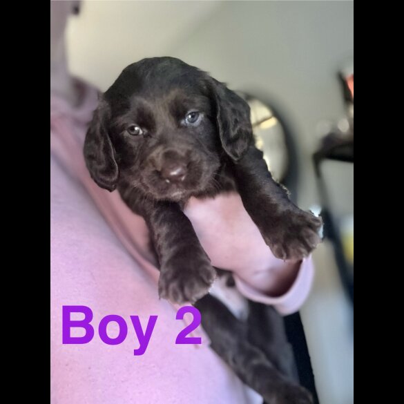 Cocker Spaniel (Working &amp; Show) - Both