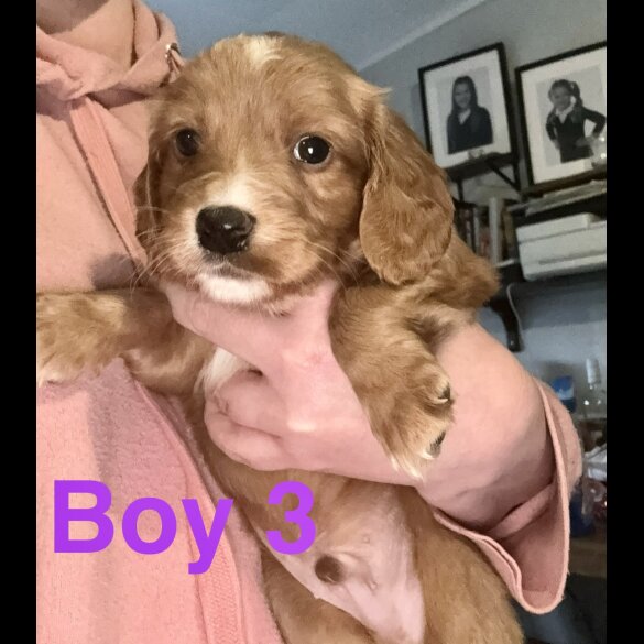 Cocker Spaniel (Working &amp; Show) - Both