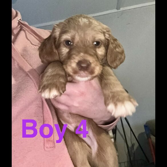 Cocker Spaniel (Working &amp; Show) - Both