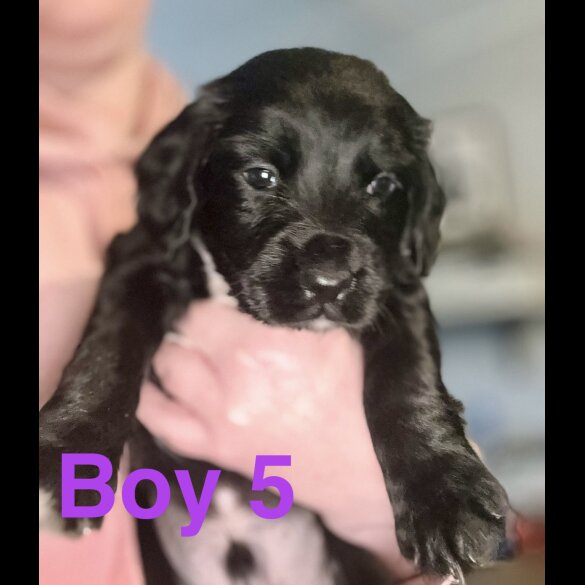 Cocker Spaniel (Working &amp; Show) - Both