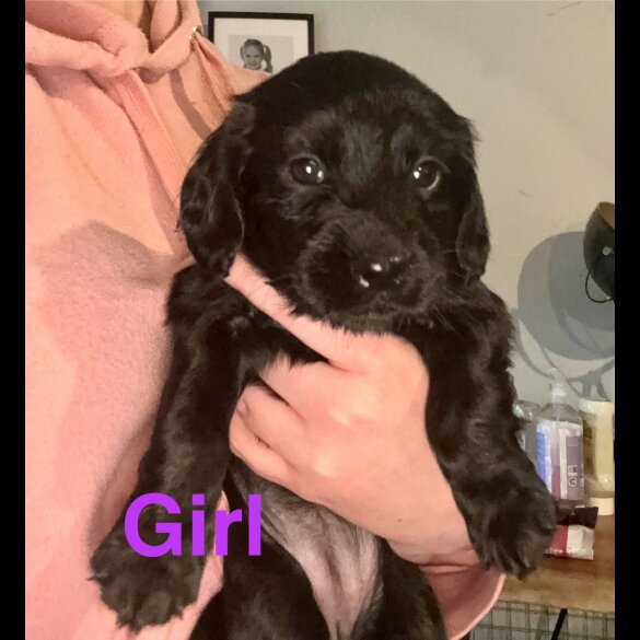 Cocker Spaniel (Working &amp; Show) - Both