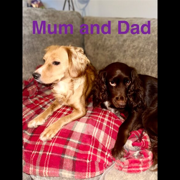 Cocker Spaniel (Working &amp; Show) - Both