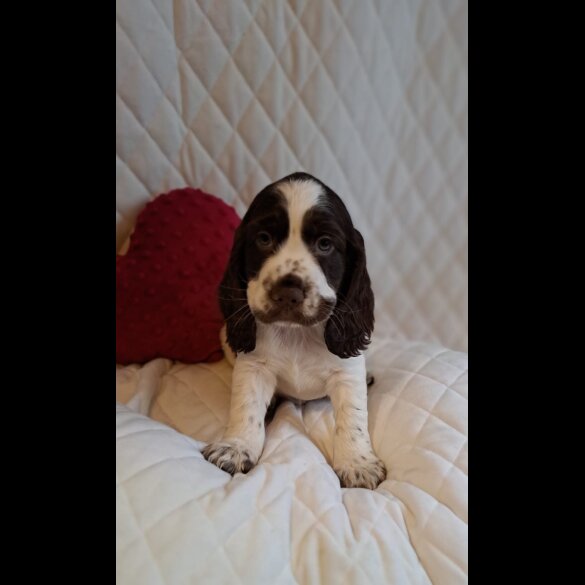 Cocker Spaniel (Working &amp; Show) - Dogs