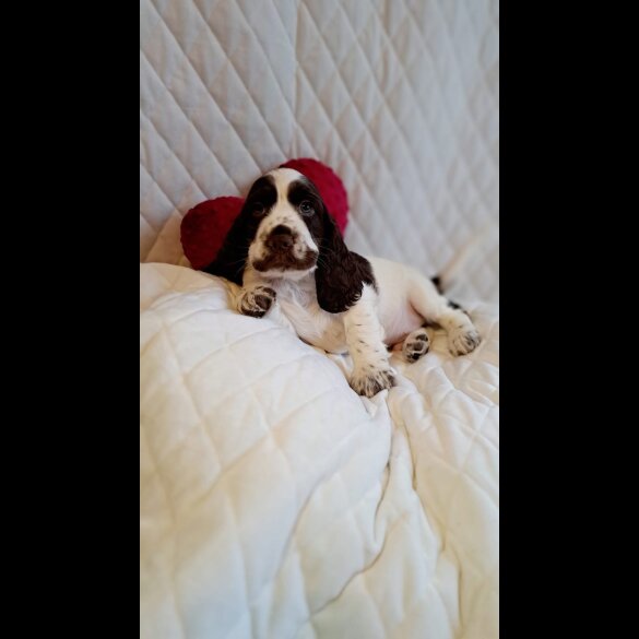 Cocker Spaniel (Working &amp; Show) - Dogs