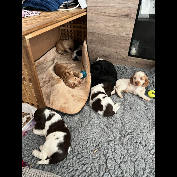 Cocker Spaniel (Working &amp; Show) - Dogs