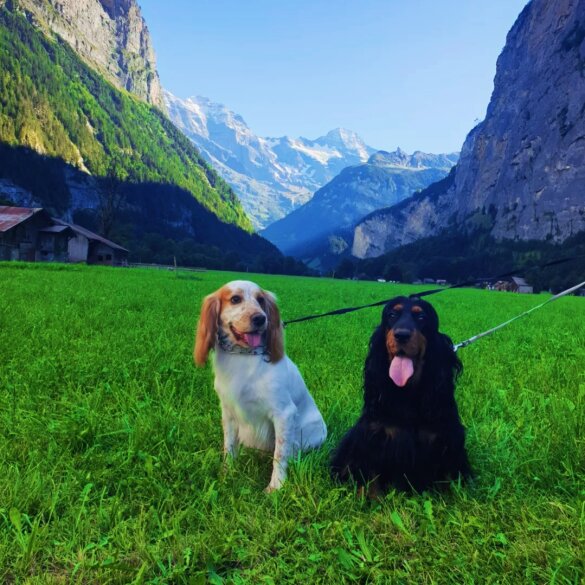 Cocker Spaniel (Working &amp; Show) - Dogs