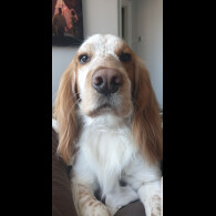 Cocker Spaniel (Working &amp; Show) - Dogs
