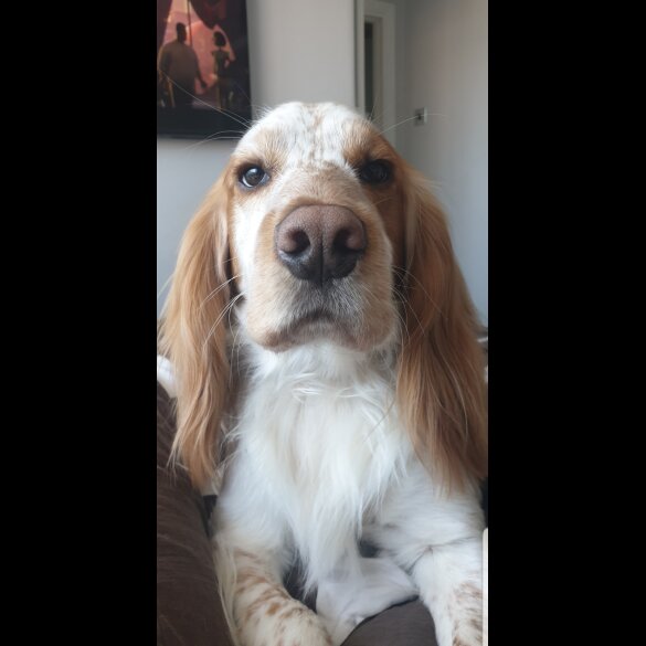 Cocker Spaniel (Working &amp; Show) - Dogs