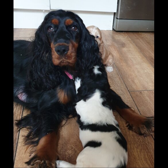 Cocker Spaniel (Working &amp; Show) - Dogs