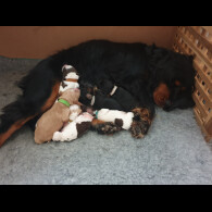 Cocker Spaniel (Working &amp; Show) - Dogs