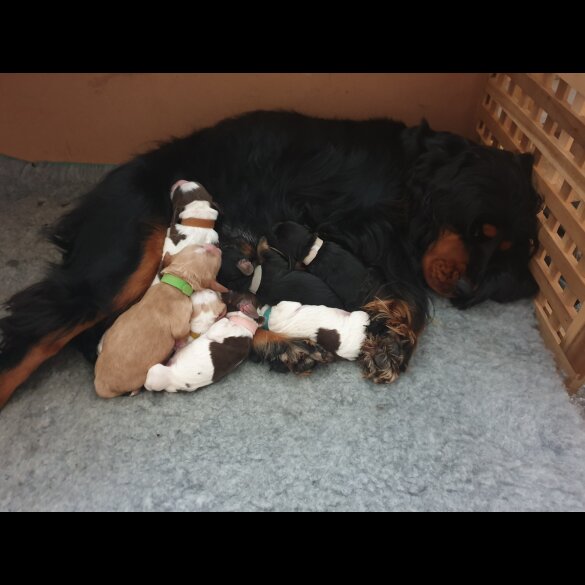 Cocker Spaniel (Working &amp; Show) - Dogs