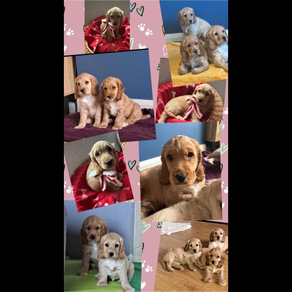Cocker Spaniel (Working &amp; Show) - Both