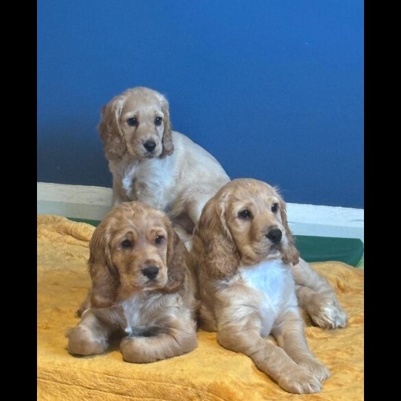 Cocker Spaniel (Working &amp; Show) - Both
