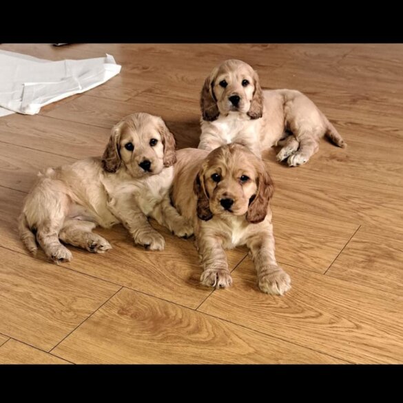 Cocker Spaniel (Working &amp; Show) - Both