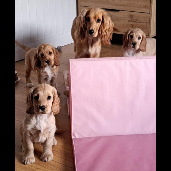 Cocker Spaniel (Working &amp; Show) - Both