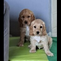 Cocker Spaniel (Working &amp; Show) - Both