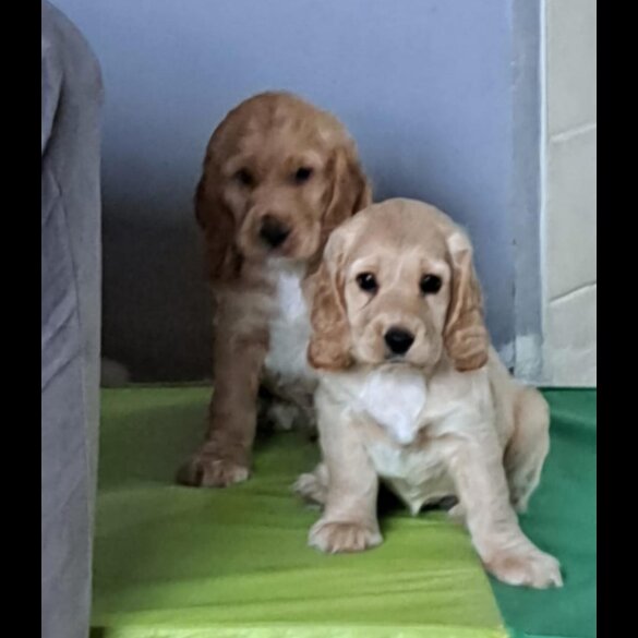 Cocker Spaniel (Working &amp; Show) - Both