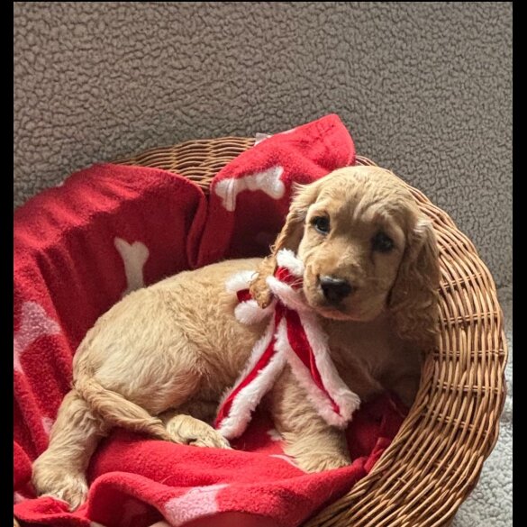 Cocker Spaniel (Working &amp; Show) - Both