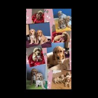 Cocker Spaniel (Working &amp; Show) - Both
